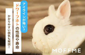 うさぎ アイ ライン