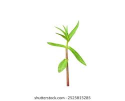 Image result for Enydra