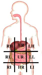 Abdominal quadrant pain & possible condition. Dissector Answers Abdominal Wall And Inguinal Region