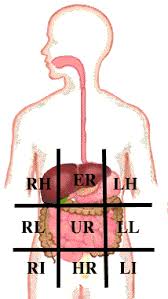 Another simpler way to divide the abdominopelvic cavity is in four quadrants. Dissector Answers Abdominal Wall And Inguinal Region