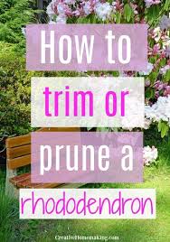 How To Trim Or Prune A Rhododendron Gardening For Beginners Pruning Rhododendrons Rhododendron Care