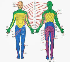 dermatomes and myotomes upper lower limb how to relief