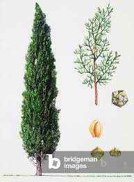Image result for Cupressaceae