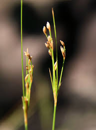 Image result for Bulbostylis sp.no.4