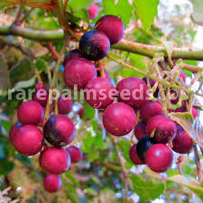 Image result for Grewia avellana