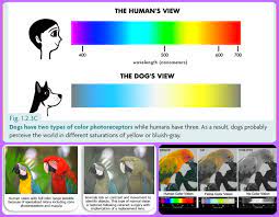 Pets Are Not Color Blind Cats Dogs Parrots Can See Colors Cats Dogs And Other Species See Infrared Light To Cat With Blue Eyes Cat Colors Cats