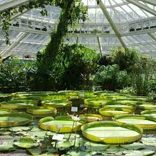 Plantentuin meise, dat is een indrukwekkende collectie van meer dan 18 000 verschillende soorten in de vijver van plantentuin meise groeien reuzenwaterlelies. Photos At Plantentuin Meise 18 Tips From 4424 Visitors
