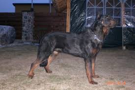 Beauceron Personal Protection Dog Beauceron Dogs