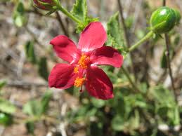Image result for Hibiscus aponeurus