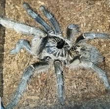 But in all other known species in this group, the horn is short and hardened. My New Great Horned Baboon Tarantula Album On Imgur