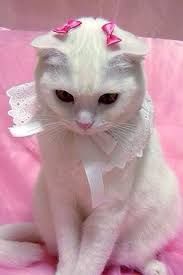 White Cat With Pink Bows White Lace Collar Pretty Cats Fancy Cats Cats