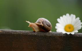Tons of awesome new wallpapers download to download for free. Cute Snail Wallpaper Hd Movimiento Slow 1920x1200 Wallpaper Teahub Io