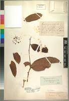 Image result for Strephonema mannii