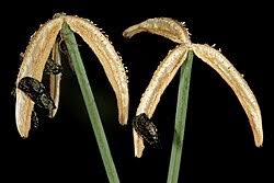 Image result for Cyrtanthus rhodesianus