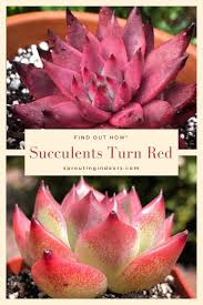 How To Turn Your Succulents Red In 2020 Succulents Succulents Diy Succulent Soil
