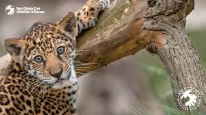 Canva.com has been visited by 100k+ users in the past month Zoom Backgrounds San Diego Zoo