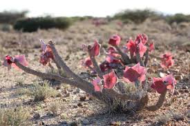 Image result for Hoodia currorii