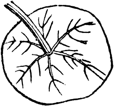 A round leaf where the petiole attaches near the center. Peltate Leaf Clipart Etc