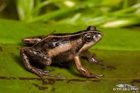 Image result for Micrococca capensis