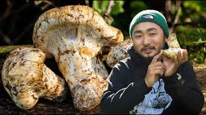 We did not find results for: Matsutake Mushrooms Everything You Need To Know