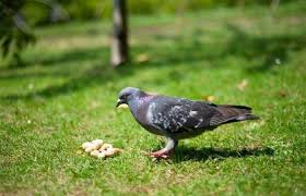 So, why are pecans bad for dogs? Do Pigeons Eat Peanuts Pigeonpedia