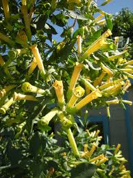 Image result for Nicotiana glauca