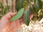 Image result for Elaeodendron matabelicum
