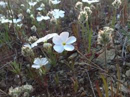 Image result for Polemoniaceae