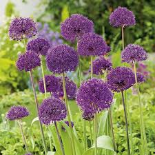 Image result for Cycnium jamesii