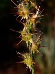 Image result for Cenchrus incertus