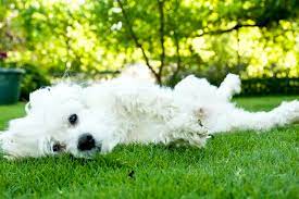Dogs Eat Grass If They Ve Ingested Something Toxic Have Diarrhea