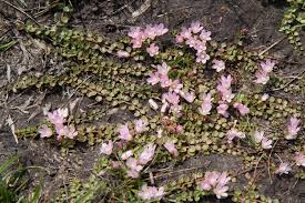 Image result for Anagallis serpens