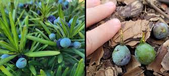 Image result for Nageia nagi