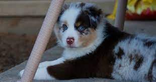 Toy australian shepherd toy aussies, tails docked, dew claws removed, ckc registered, going to be small toy size, will have 1st shots wormed. Litter Of 5 Miniature Australian Shepherd Puppies For Sale In Granbury Tx Adn 3237 Miniature Australian Shepherd Australian Shepherd Dogs Australian Shepherd