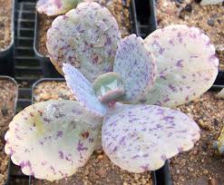 Kalanchoe Definition And Synonyms Of Kalanchoe In The Polish Dictionary