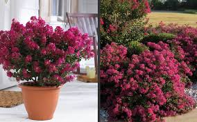 In stock (1) sizes & prices. Buy Berry Dazzle Dwarf Crape Myrtle For Sale Online Free Shipping 3 Gallon Size Pot Buy Online From Wilson Bros Gardens