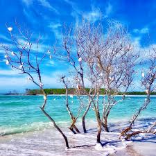 Maybe you would like to learn more about one of these? Shell Key Kayak Tours Coastal Kayak Charters