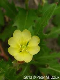 Image result for Nectaropetalum