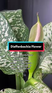 Image result for dieffenbachia flower