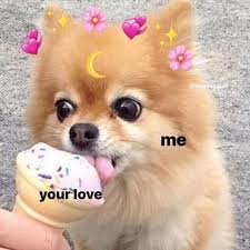 I Say Same To Everything But For Real Same Dog Dogs Woof Woofies Dogwoofie Dog Do In 2020 Cute Love Memes Love Memes Cute Memes