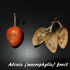 Image result for Adenia zambesiensis