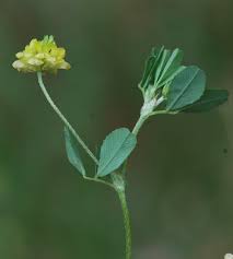 Image result for Trifolium campestre