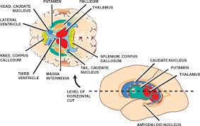 These nuclei relay primary sensations, by passing specific sensory information to. Thalamus Neupsy Key