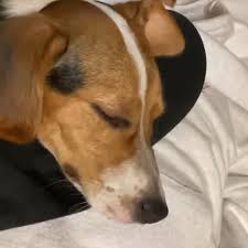 I had always been thinking of how i would feel when i met him. Your Assignment Today Is To Do The Reading About Meeting My Idol On Your English Book Page 113 Task Brainly Co Id