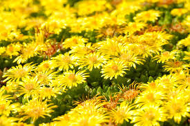 Image result for Aizoaceae