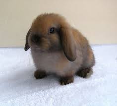 Netherland dwarf is the smallest breed of bunny rabbit in the world st 1.25 to 3lb fully grown. Pet Shop Rabbit Cheap Online