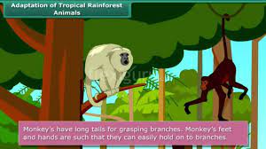 Adaptation Of Tropical Rainforest Animals Youtube