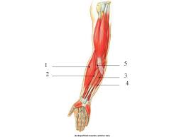If you need professional help with completing any kind of homework, online essay help is the right place to get it. Ppt Unlabeled Pictures Pectoral Girdle And Upper Extremity Powerpoint Presentation Id 1753138