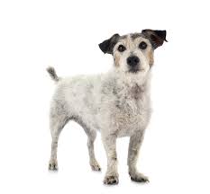 The jack russell terrier is a small terrier that has its origins in fox hunting in england. Wie Alt Ist Der Alteste Jack Russel Jackrussell De