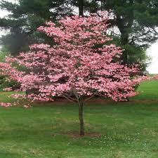 Check spelling or type a new query. Cherokee Chief Dogwood Tree Gorgeous Red Flowers In Spring Vibrant R Pixies Gardens